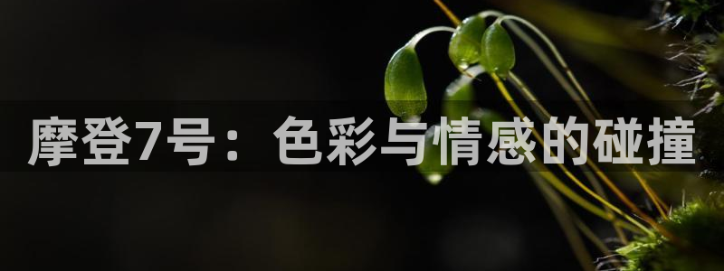 门徒娱乐2登录地址：摩登7号：色彩与情感的碰撞